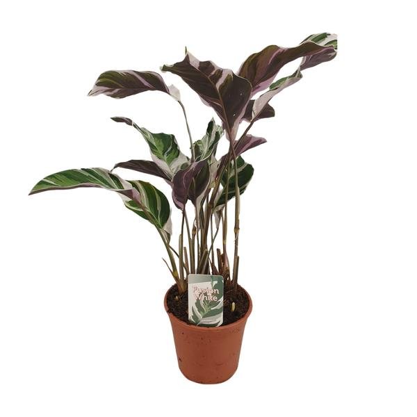 Calathea Fusion White Basic - Ø14cm - ↕40cm - 123flora.nl