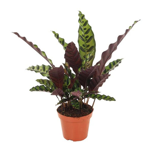 Calathea Insignis - Ø12cm - ↕50cm - 123flora.nl