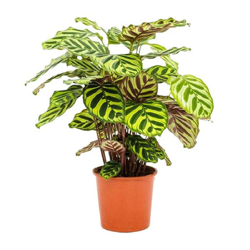 Calathea Makoyana - Ø14cm - ↕45cm - 123flora.nl