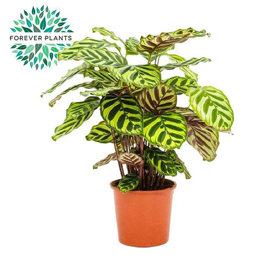 Calathea Makoyana - Ø17cm - ↕55cm - 123flora.nl