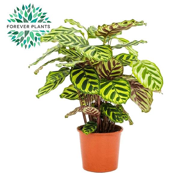 Calathea Makoyana - Ø17cm - ↕55cm - 123flora.nl