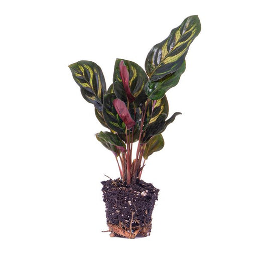 Calathea Makoyana - Pauwenplant - Terrarium plant - Potmaat 6 - 123flora.nl