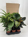 Calathea Mix P14cm - 123flora.nl