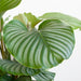 Calathea Orbifolia met Lissabon mand wit - 123flora.nl