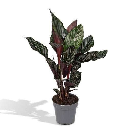 Calathea Ornata - Ø14 - ↨50cm - 123flora.nl