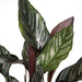 Calathea Ornata - Ø14 - ↨50cm - 123flora.nl