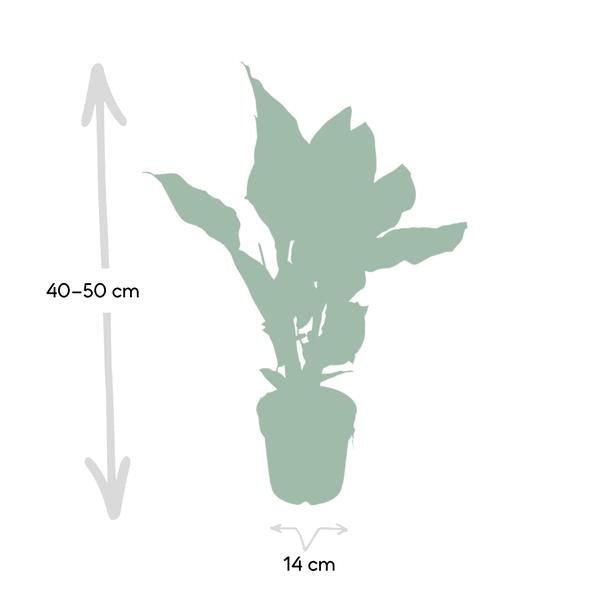 Calathea Ornata - Ø14 - ↨50cm - 123flora.nl