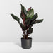 Calathea Ornata - Ø14 - ↨50cm - 123flora.nl