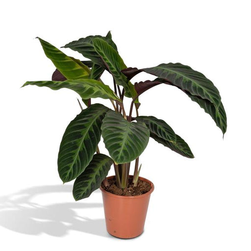 Calathea Warscewiczii - Pauwenplant - 70cm - Ø19 - 123flora.nl