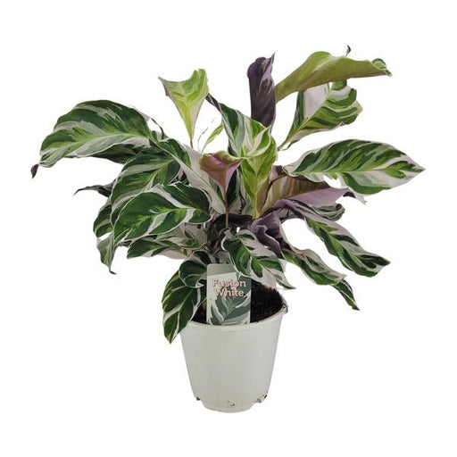 Calathea White Fusion Ø14cm - ↕14cm - 123flora.nl