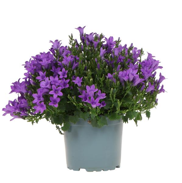 Campanula Addenda - Klokjesbloem purple potmaat 12cm - vaste plant - winterhard - Purple - 123flora.nl