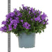 Campanula Addenda - Klokjesbloem purple potmaat 12cm - vaste plant - winterhard - Purple - 123flora.nl