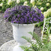 Campanula Addenda - Klokjesbloem purple potmaat 12cm - vaste plant - winterhard - Purple - 123flora.nl