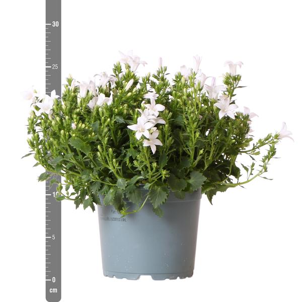 Campanula Addenda - Klokjesbloem purple potmaat 12cm - vaste plant - winterhard - White - 123flora.nl