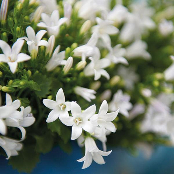 Campanula Addenda - Klokjesbloem purple potmaat 12cm - vaste plant - winterhard - White - 123flora.nl