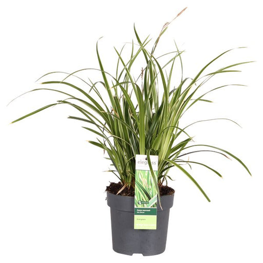 Carex morrowii 'Ice Dance' - ↨30cm - Ø14 - 123flora.nl