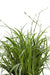 Carex morrowii 'Ice Dance' - ↨30cm - Ø14 - 123flora.nl