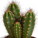 Cereus mix 10,5cm - 3x - in terracotta pot - 123flora.nl