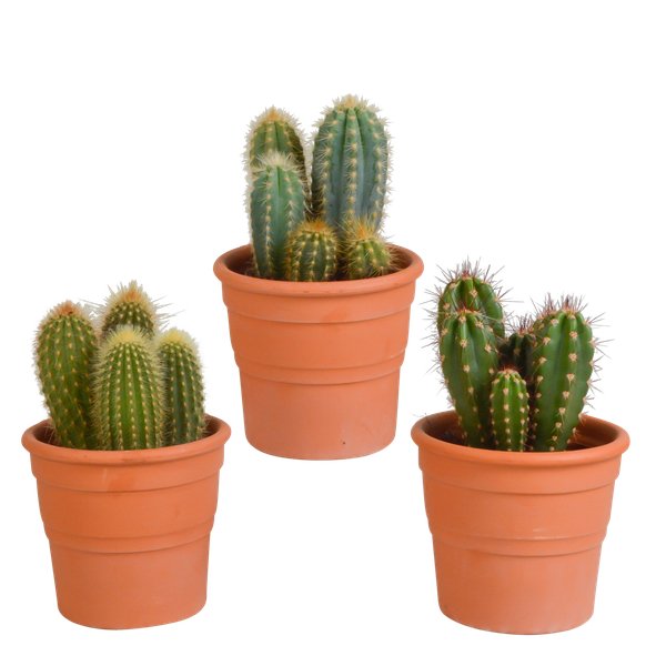 Cereus mix 10,5cm - 3x - in terracotta pot - 123flora.nl