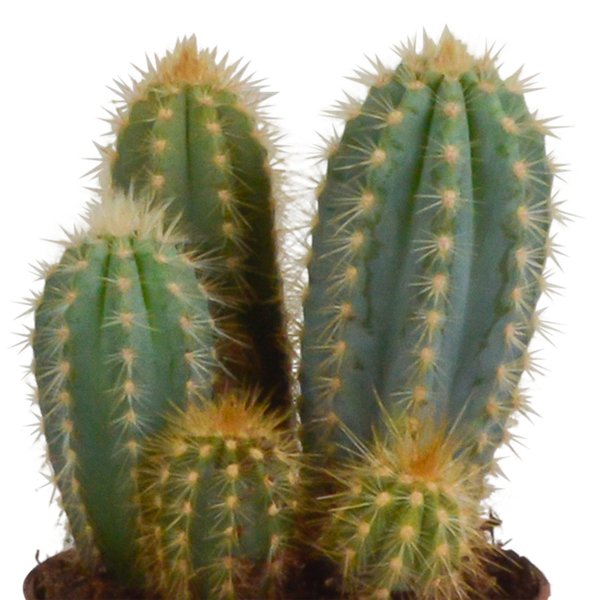 Cereus mix 10,5cm - 3x - in terracotta pot - 123flora.nl