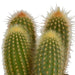 Cereus mix 10,5cm - 3x - in witte pot - 123flora.nl