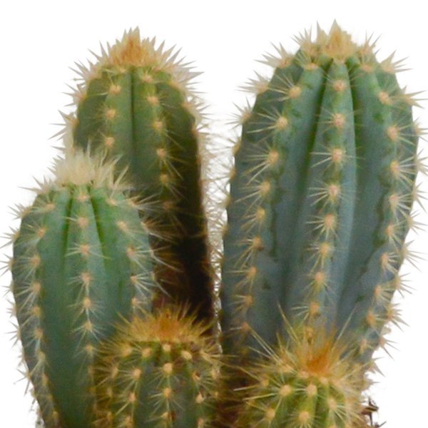 Cereus mix 10,5cm - 3x - in witte pot - 123flora.nl