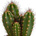 Cereus mix 10,5cm - 3x - in witte pot - 123flora.nl