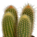 Cereus mix 10,5cm - 3x - zonder pot - 123flora.nl