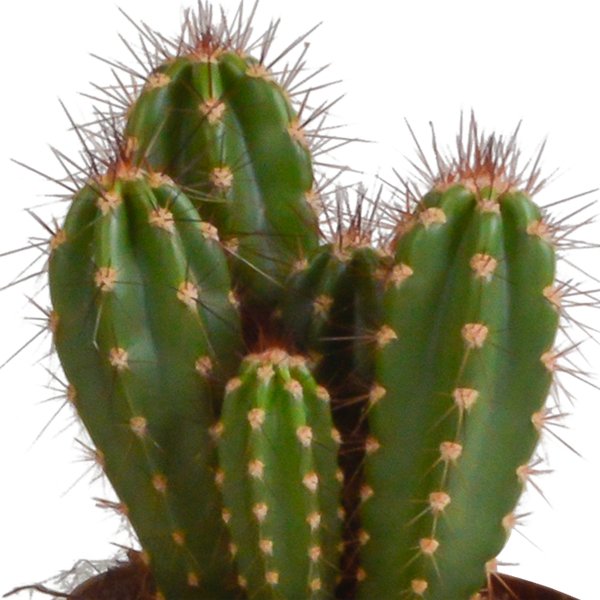 Cereus mix 10,5cm - 3x - zonder pot - 123flora.nl