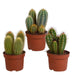 Cereus mix 10,5cm - 3x - zonder pot - 123flora.nl