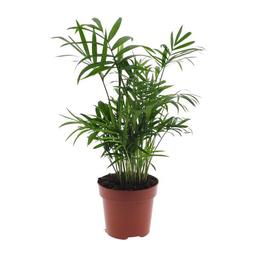 Chamaedorea Elegans - Ø12 - ↨40cm - 123flora.nl