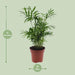 Chamaedorea Elegans - Ø12 - ↨40cm - 123flora.nl