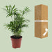 Chamaedorea Elegans - Ø12 - ↨40cm - 123flora.nl