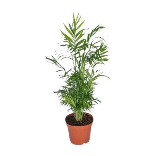 Chamaedorea Elegans - Ø17 - ↨55cm - 123flora.nl