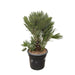 Chamaerops Humilis compact - 100cm - ø45 - 123flora.nl