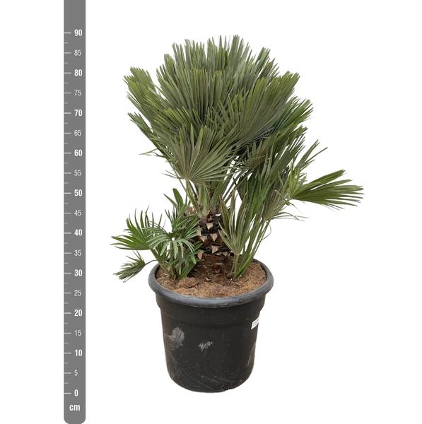 Chamaerops Humilis compact - 100cm - ø45 - 123flora.nl