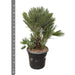 Chamaerops Humilis compact - 100cm - ø45 - 123flora.nl