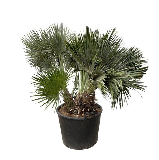 Chamaerops Humilis compact - 120cm - ø80 - 123flora.nl