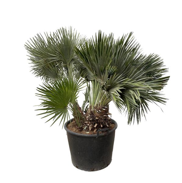 Chamaerops Humilis compact - 120cm - ø80 - 123flora.nl