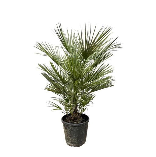 Chamaerops Humilis struik - 150cm- ø35 - 123flora.nl