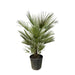 Chamaerops Humilis struik - 150cm- ø35 - 123flora.nl