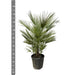 Chamaerops Humilis struik - 150cm- ø35 - 123flora.nl