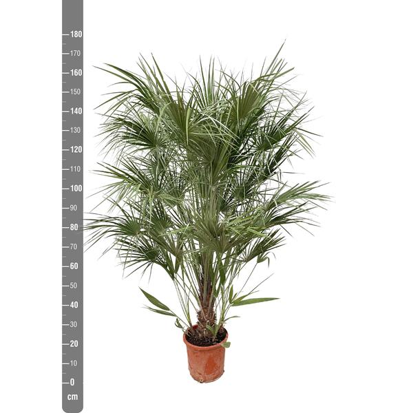 Chamaerops Humilis struik - 180cm- Ø30 - 123flora.nl