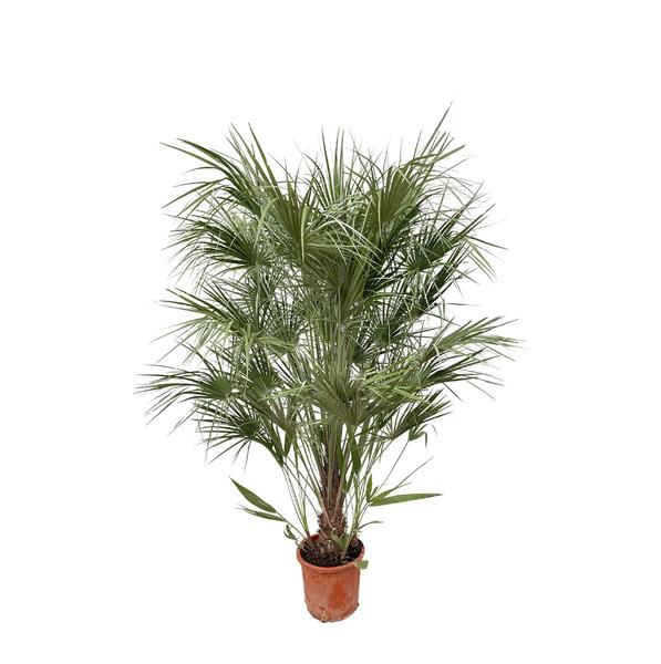 Chamaerops Humilis struik - 180cm- Ø30 - 123flora.nl