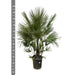 Chamaerops Humilis struik - 200 cm - ø40 - 123flora.nl