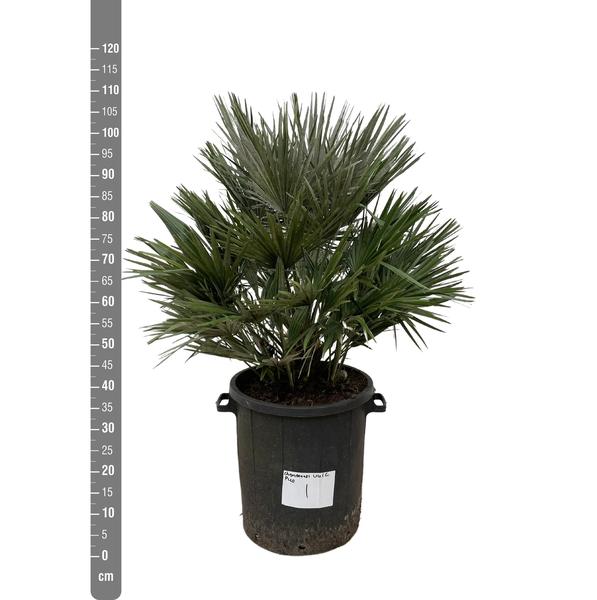 Chamaerops Vulcano - 110cm - ø40 - 123flora.nl