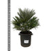 Chamaerops Vulcano - 110cm - ø40 - 123flora.nl