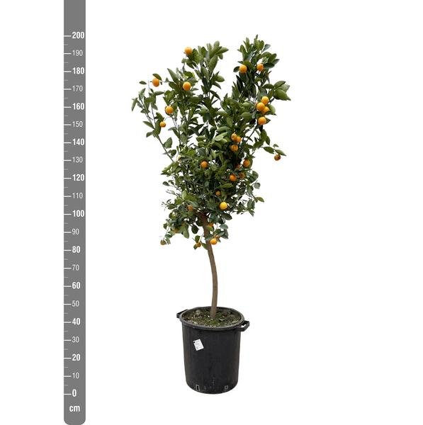 Citrus Calamondin - 200 cm - ø40 - 123flora.nl
