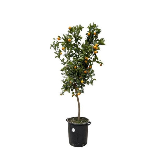 Citrus Calamondin - 200 cm - ø40 - 123flora.nl