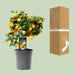 Citrus Calamondin - Ø15cm - ↕40cm - 123flora.nl